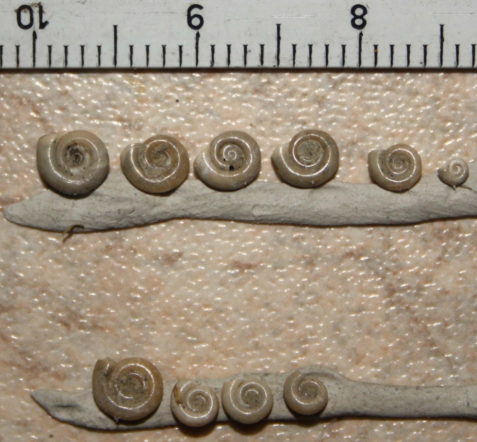 Planorbis planorbis? no, Anisus spirorbis